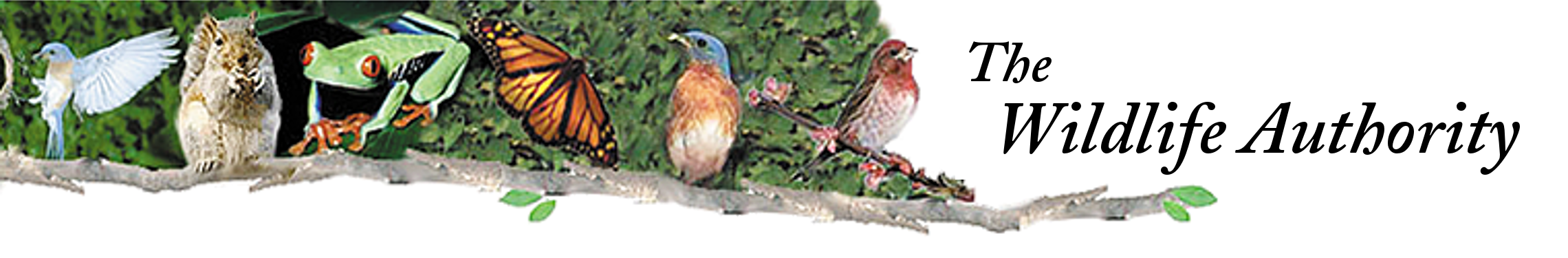 The Wildlife Authority